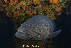 Goliath Grouper shot in West Palm Beach, Florida by Max Devine 